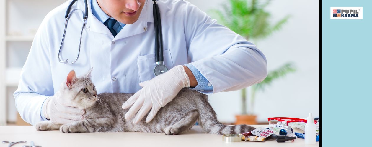 Najczęstsze problemy żołądkow0-jelitowe u kota. Na zdjęciu kot na stole badany przez weterynarza. Po prawej niebieski pas i logo pupilkarma. 